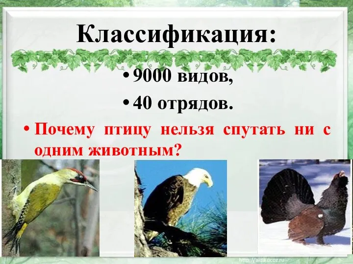 Классификация: 9000 видов, 40 отрядов. Почему птицу нельзя спутать ни с одним животным? 15.03.2022