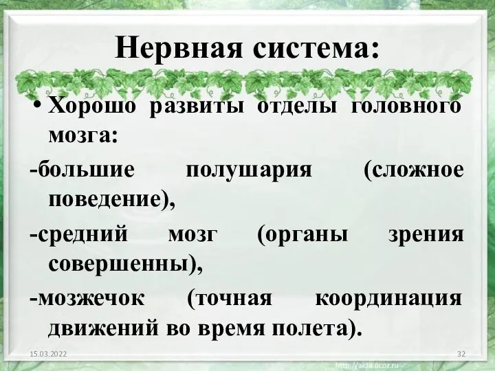 Нервная система: Хорошо развиты отделы головного мозга: -большие полушария (сложное поведение),