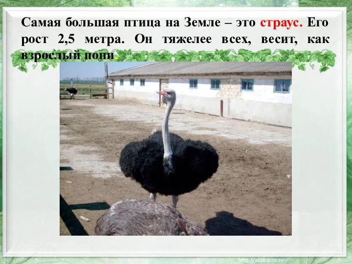 Самая большая птица на Земле – это страус. Его рост 2,5