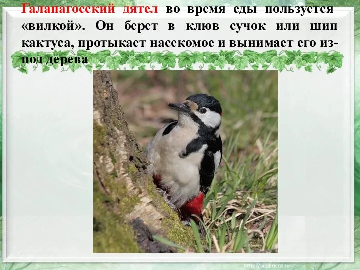 Галапагосский дятел во время еды пользуется «вилкой». Он берет в клюв