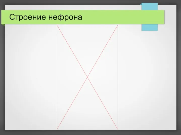 Строение нефрона