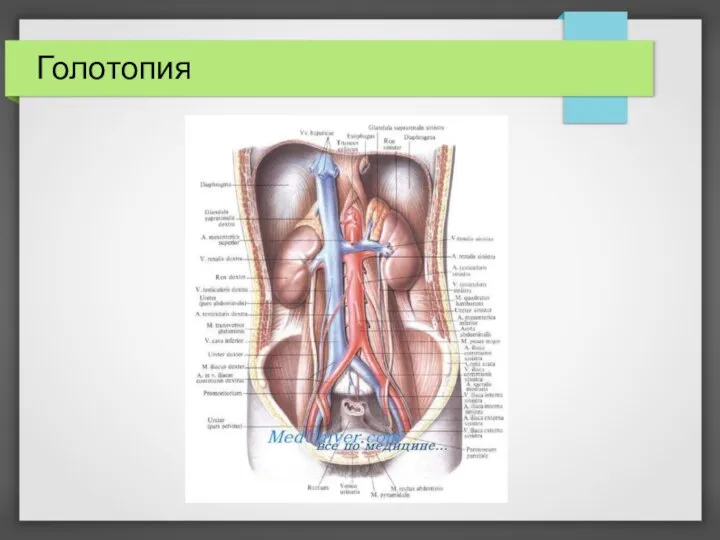 Голотопия