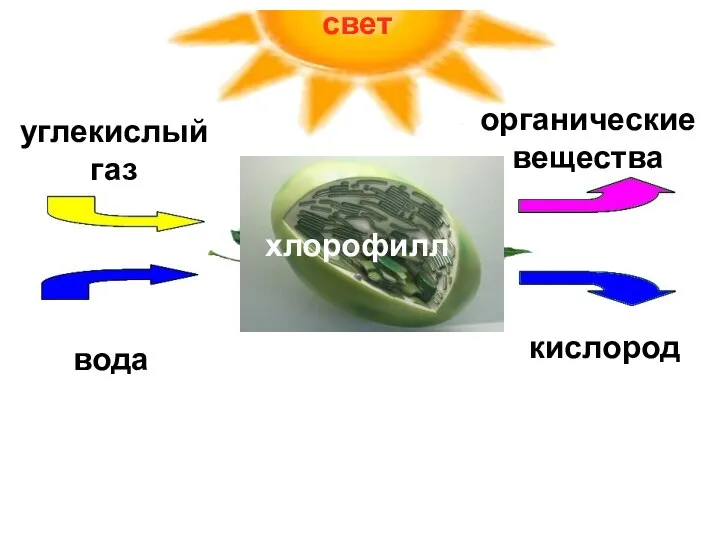 хлорофилл углекислый газ вода органические вещества кислород