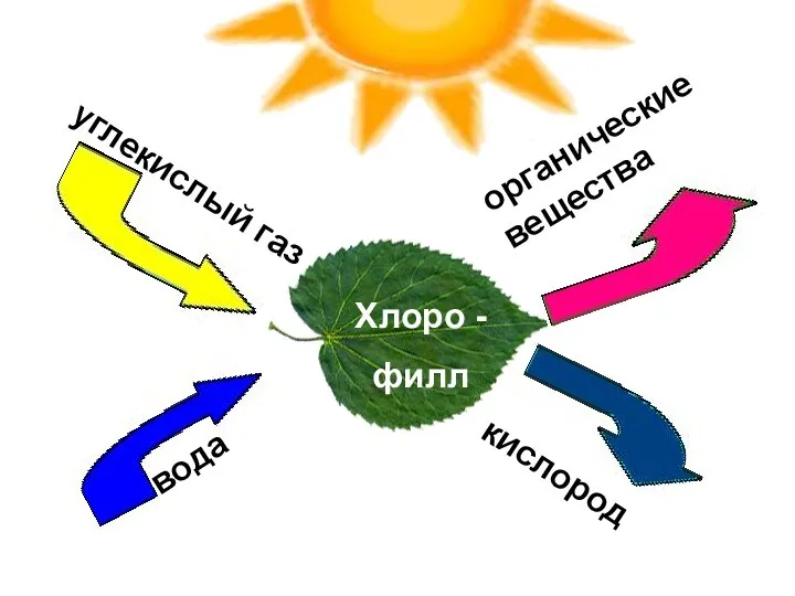 кислород органические вещества вода углекислый газ