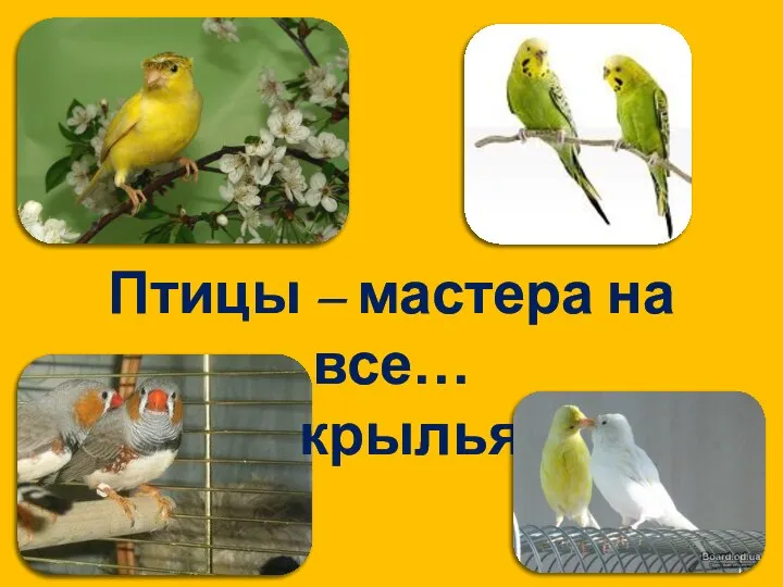 Птицы – мастера на все… крылья