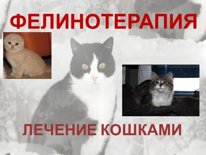 ФЕЛИНОТЕРАПИЯ ЛЕЧЕНИЕ КОШКАМИ