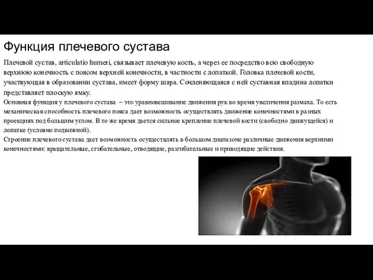 Функция плечевого сустава Плечевой сустав, articulatio humeri, связывает плечевую кость, а