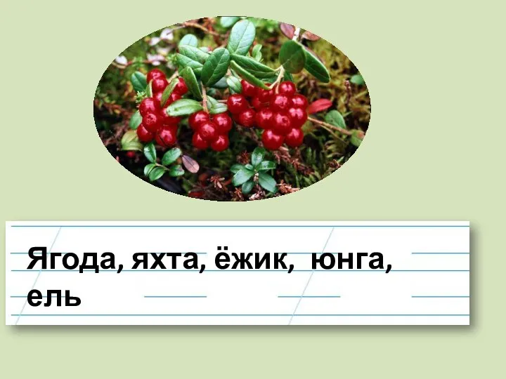 Ягода, яхта, ёжик, юнга, ель