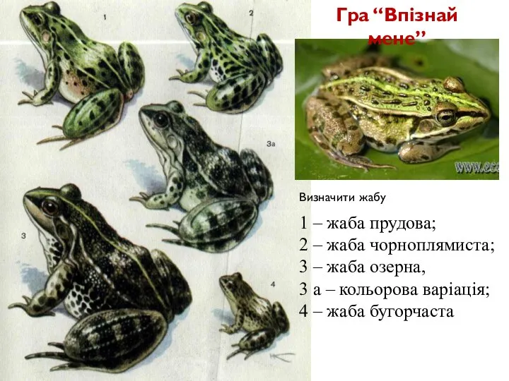 1 – жаба прудова; 2 – жаба чорноплямиста; 3 – жаба