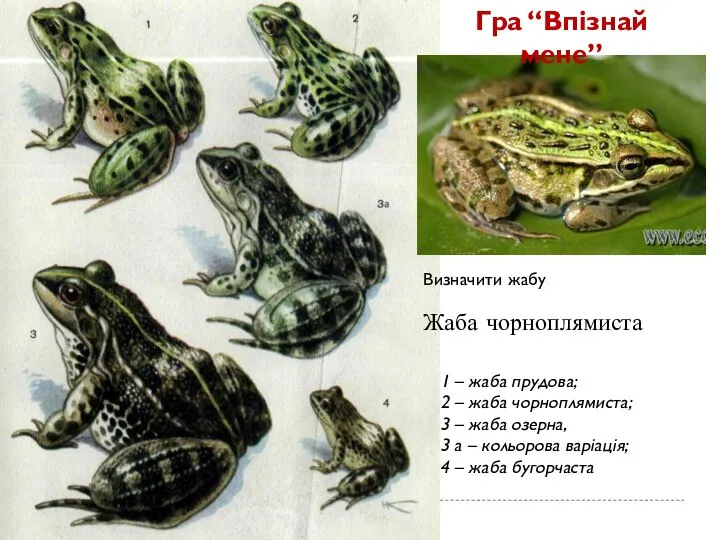 1 – жаба прудова; 2 – жаба чорноплямиста; 3 – жаба