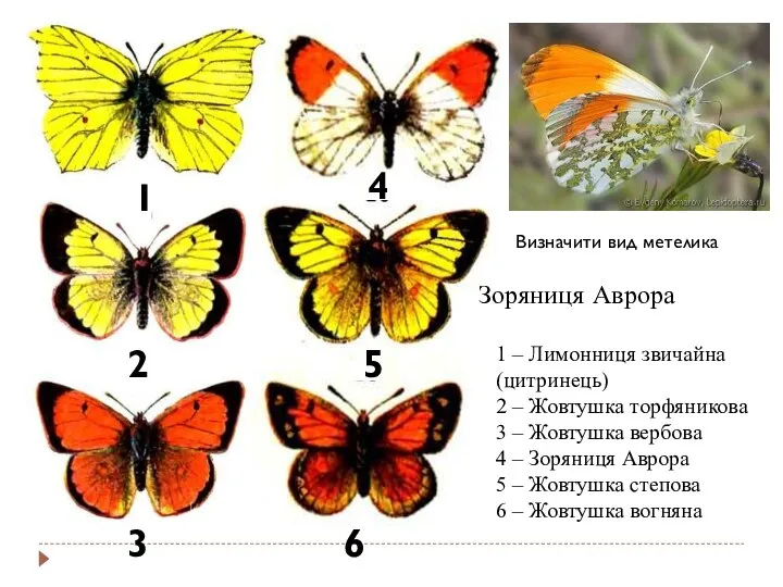 1 – Лимонниця звичайна (цитринець) 2 – Жовтушка торфяникова 3 –