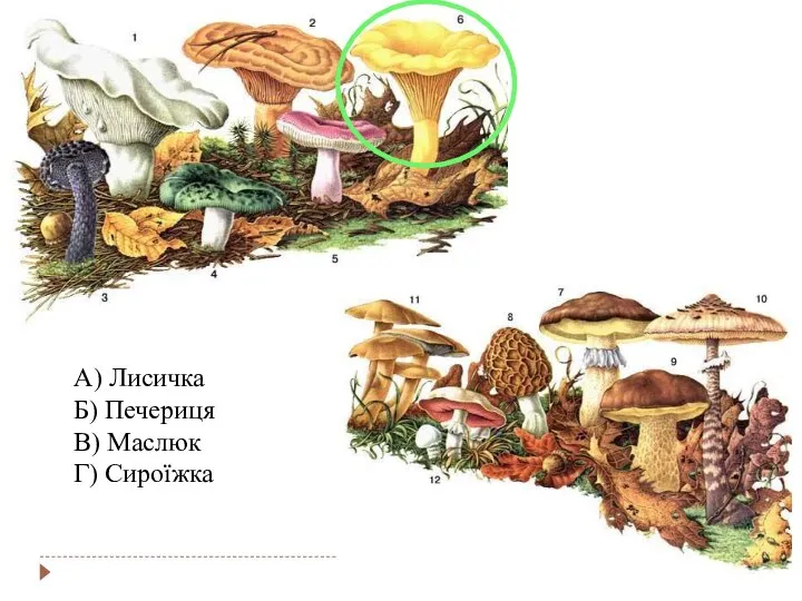 А) Лисичка Б) Печериця В) Маслюк Г) Сироїжка