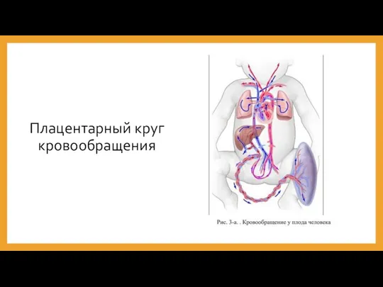 Плацентарный круг кровообращения