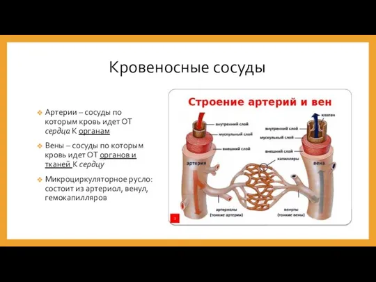 Кровеносные сосуды Артерии – сосуды по которым кровь идет ОТ сердца