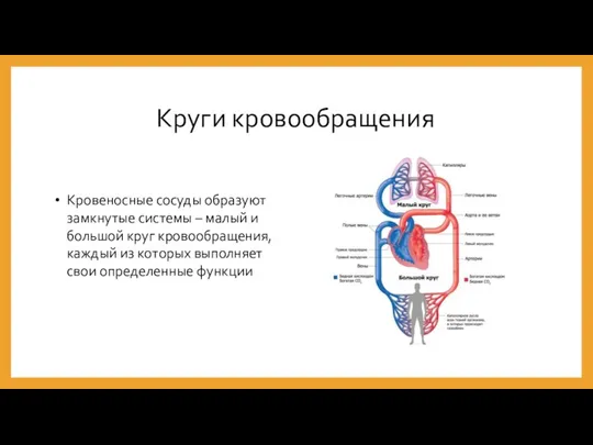 Круги кровообращения Кровеносные сосуды образуют замкнутые системы – малый и большой