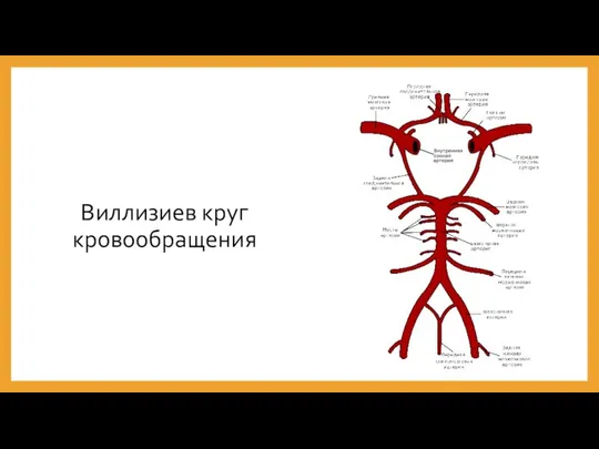 Виллизиев круг кровообращения