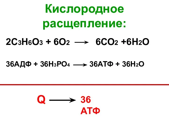 Кислородное расщепление: 2С3Н6О3 + 6О2 6СО2 +6Н2О 36АДФ + 36Н3РО4 36АТФ + 36H2О Q 36 АТФ