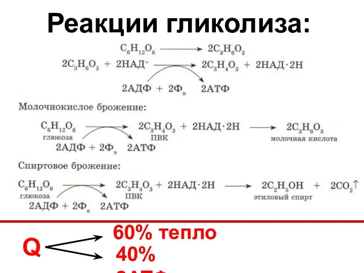 Реакции гликолиза: Q 60% тепло 40% 2АТФ