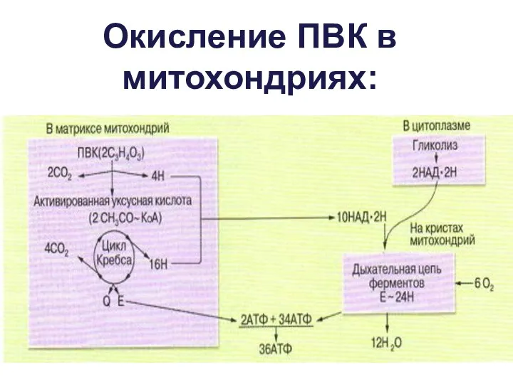 Окисление ПВК в митохондриях: