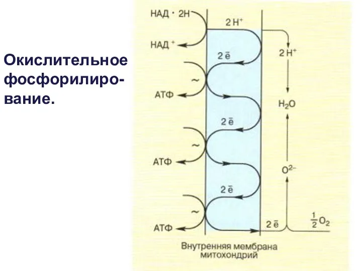 Окислительное фосфорилиро- вание.