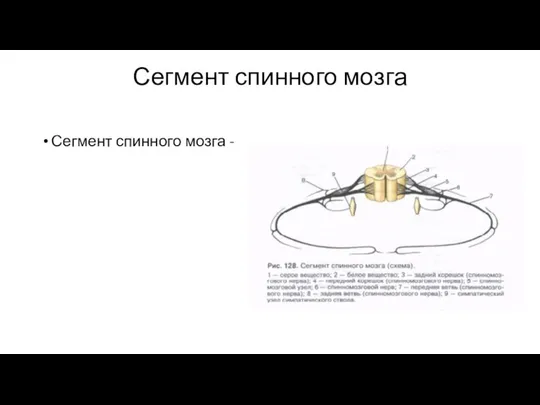 Сегмент спинного мозга Сегмент спинного мозга -