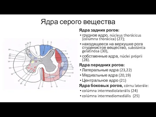 Ядра серого вещества Ядра задних рогов: грудное ядро, núcleus thorácicus (colúmna