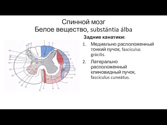 Спинной мозг Белое вещество, substántia álba Задние канатики: Медиально расположенный тонкий