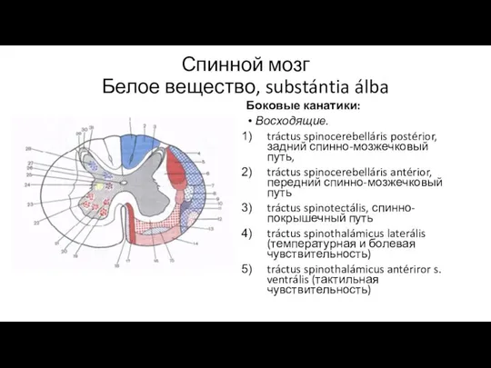 Спинной мозг Белое вещество, substántia álba Боковые канатики: Восходящие. tráctus spinocerebelláris