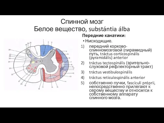 Спинной мозг Белое вещество, substántia álba Передние канатики: Нисходящие. передний корково-спинномозговой