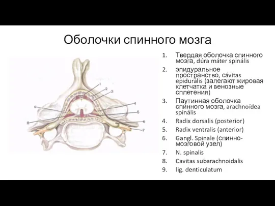 Оболочки спинного мозга Твердая оболочка спинного мозга, dúra máter spinális эпидуральное