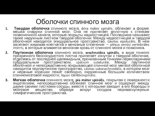 Оболочки спинного мозга Твердая оболочка спинного мозга, dúra máter spinális, облекает