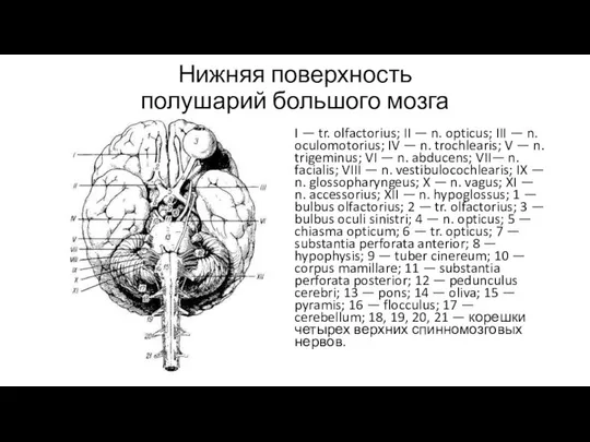 Нижняя поверхность полушарий большого мозга I — tr. olfactorius; II —