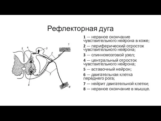 Рефлекторная дуга 1 — нервное окончание чувствительного нейрона в коже; 2