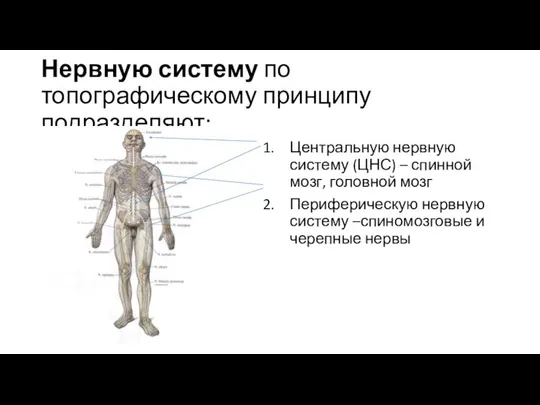 Нервную систему по топографическому принципу подразделяют: Центральную нервную систему (ЦНС) –