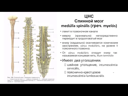 ЦНС Спинной мозг medúlla spinális (греч. myelós) лежит в позвоночном канале