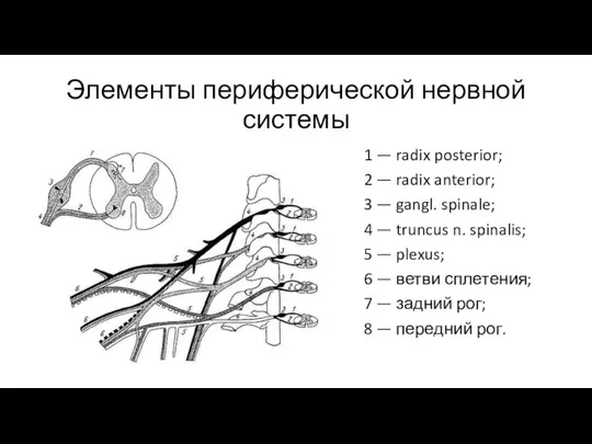 Элементы периферической нервной системы 1 — radix posterior; 2 — radix