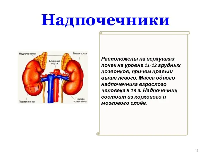 Расположены на верхушках почек на уровне 11-12 грудных позвонков, причем правый