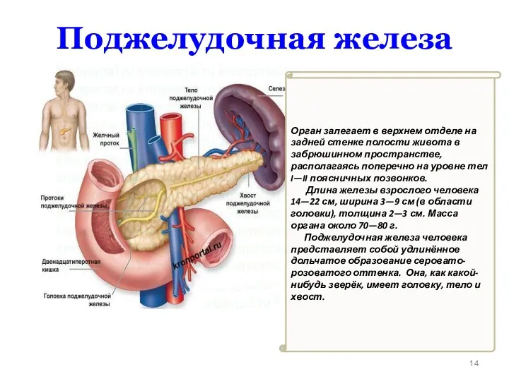 Орган залегает в верхнем отделе на задней стенке полости живота в