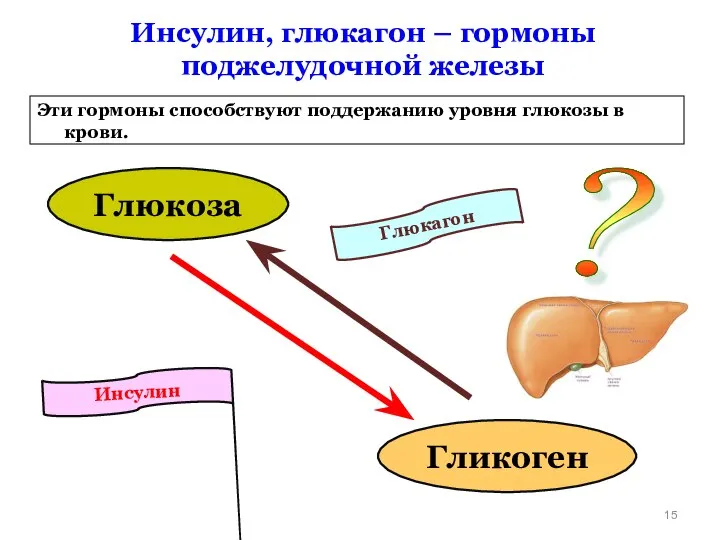 Инсулин Глюкагон Инсулин, глюкагон – гормоны поджелудочной железы Эти гормоны способствуют