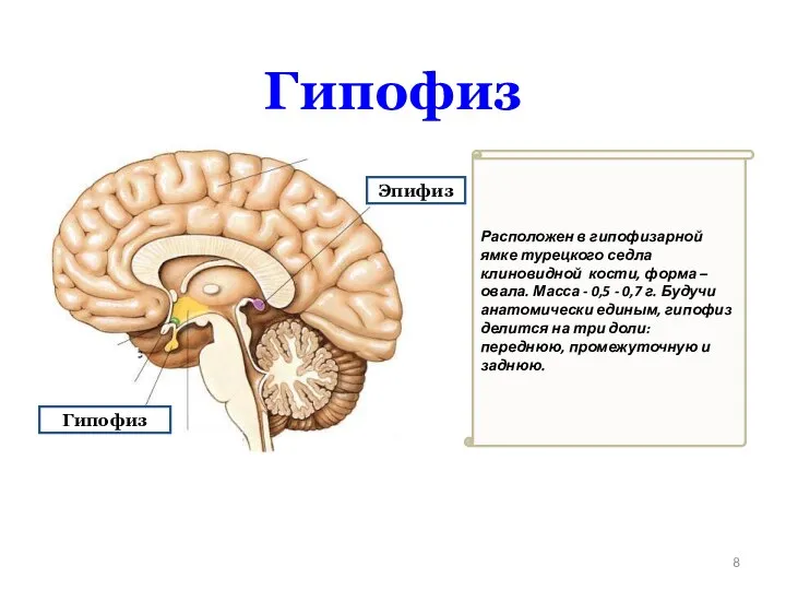 Эпифиз Гипофиз Расположен в гипофизарной ямке турецкого седла клиновидной кости, форма