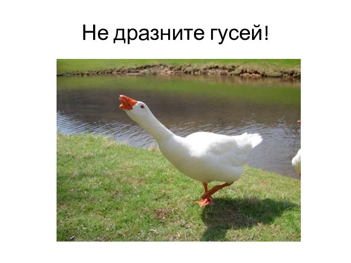 Не дразните гусей!