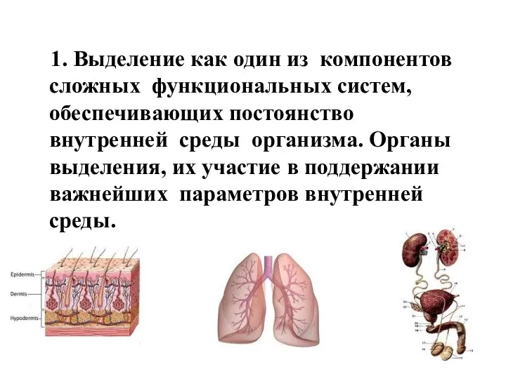 1. Выделение как один из компонентов сложных функциональных систем, обеспечивающих постоянство