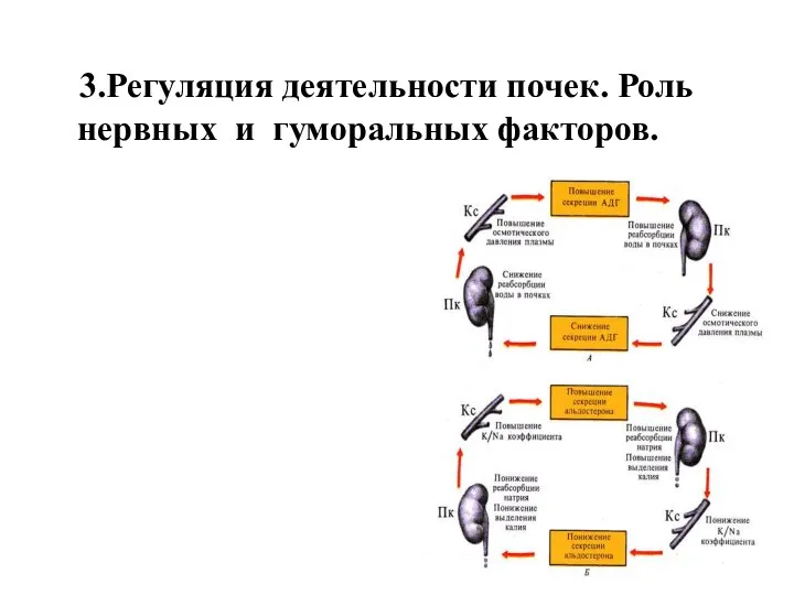 3.Регуляция деятельности почек. Роль нервных и гуморальных факторов.