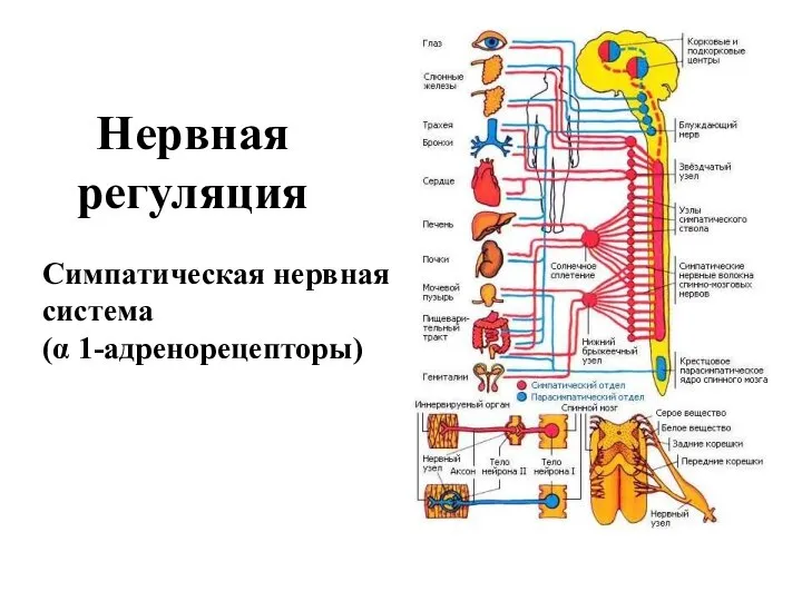 Нервная регуляция Симпатическая нервная система (α 1-адренорецепторы)