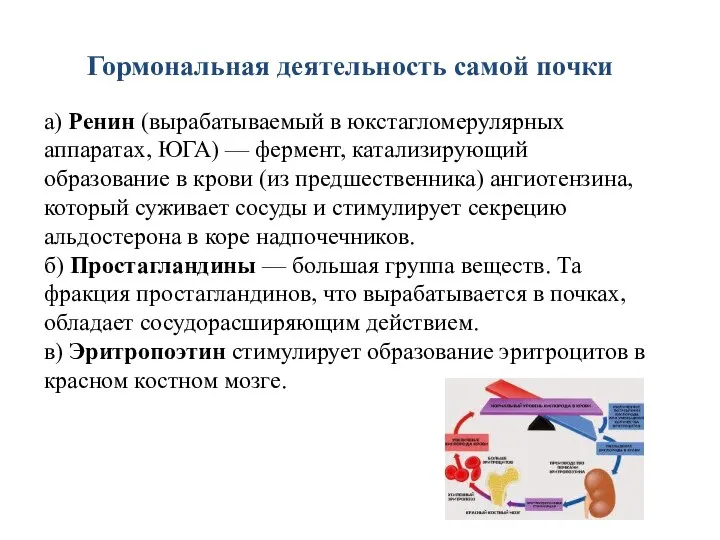 Гормональная деятельность самой почки а) Ренин (вырабатываемый в юкстагломерулярных аппаратах, ЮГА)