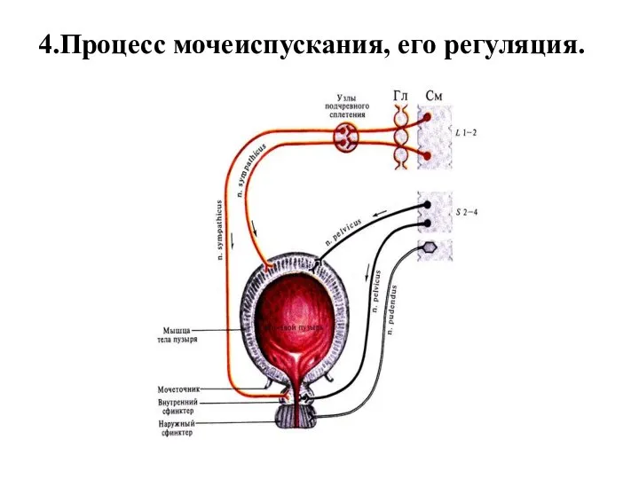 4.Процесс мочеиспускания, его регуляция.