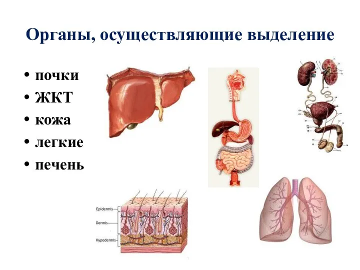 Органы, осуществляющие выделение почки ЖКТ кожа легкие печень