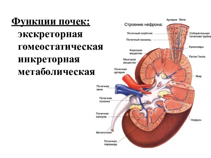 Функции почек: экскреторная гомеостатическая инкреторная метаболическая