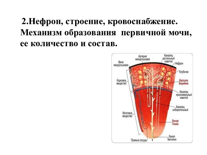 2.Нефрон, строение, кровоснабжение. Механизм образования первичной мочи, ее количество и состав.