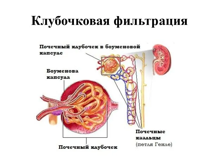 Клубочковая фильтрация